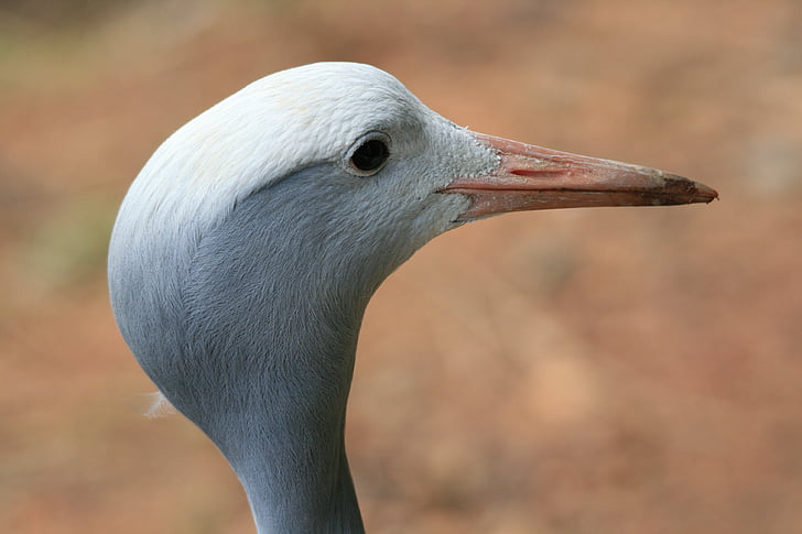 Blue crane, kran, blå, fugl, hoved, profil, Wildlife