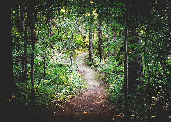 forest, nature, path, trees, woods, tree, outdoors