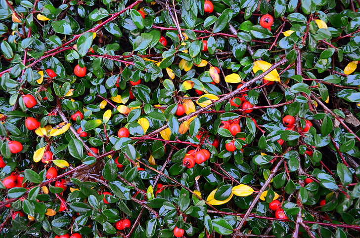 background, red, berries, green, leaves, bush, nature