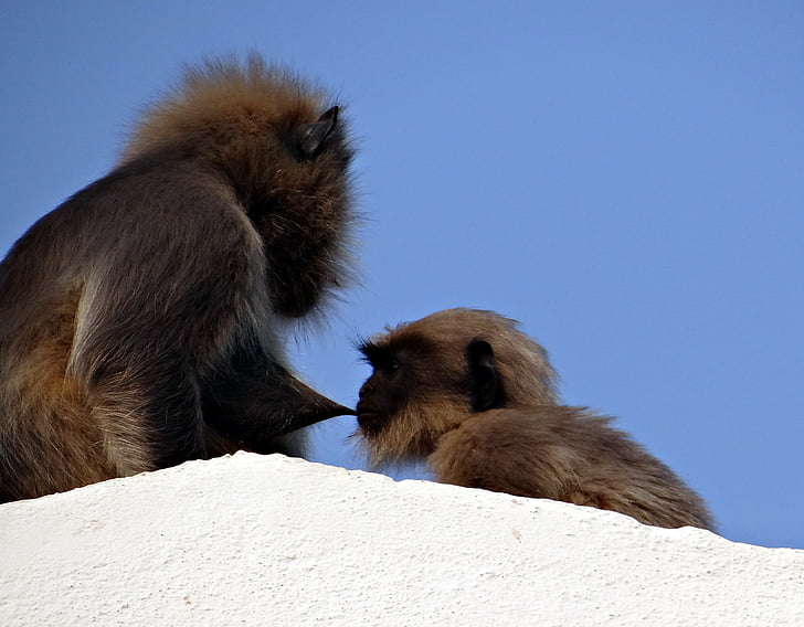 monkey, mom, suckling, baby, langur, hanuman langur, semnopithecus entellus