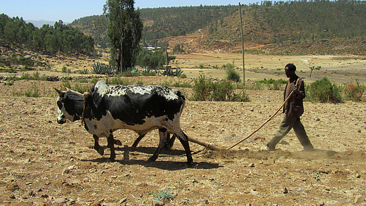 Bauer, Etiopien, plog, plogen, nötkött, jordbearbetning