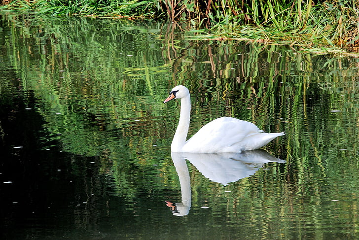 Swan, vit, Elegance, reflektion, vatten, fjäderdräkt
