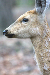 spotted deer, doe, cervus nippon, head, animal, nature, wild animal
