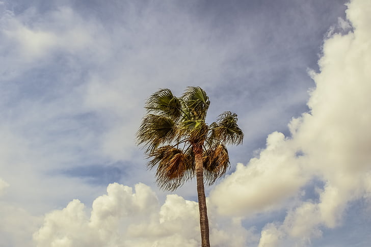 palmeira, céu, nuvens, Palm, tropical, paraíso, exóticas