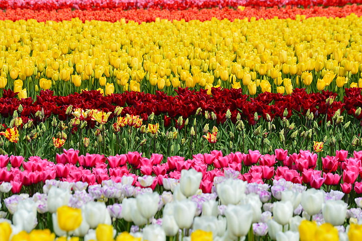 Tulipani, nord-ovest, Washington, fiore, viola, squat, Valle