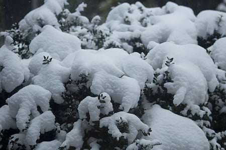 neu, l'hivern, branques, cobert de neu