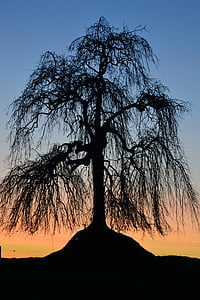 tree, sunset, nature, shadow, silhouette, back Lit