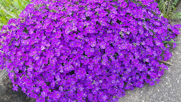 aubretia, modrý polštář, fialová, Kamenná zahrada, jaro, polštář rostlina, Bloom