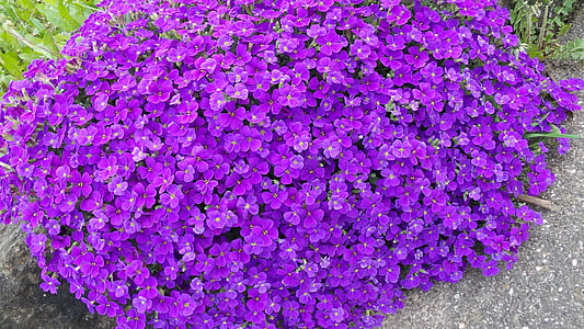 aubretia, niebieskie poduszki, Violet, kamień w ogrodzie, wiosna, rośliny poduszkowe, Bloom