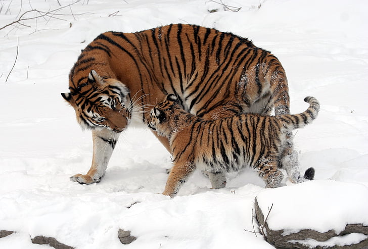 เสือ, เสือไซบีเรีย, ลูกเสือ, panthera tigris altaica, สัตว์เล็ก, ครอบครัว, เด็กชาย