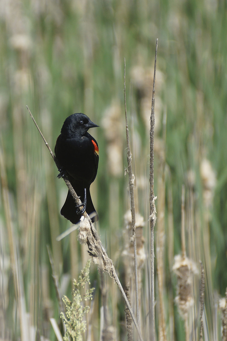 Blackbird, màu đỏ, cánh, cánh đỏ, đầm lầy, Reed