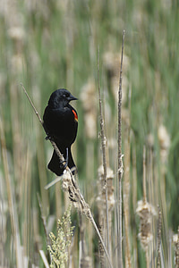 Blackbird, piros, szárny, pirosszárnyú, Marsh, nád