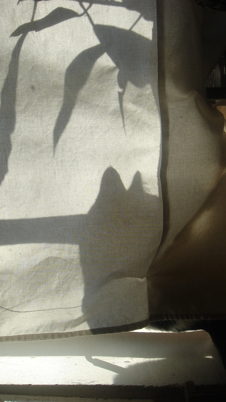 sombra, sol, gato, luz