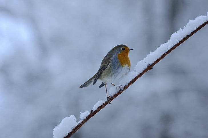 rotbrüstchen, ptak, zimowe, śnieg, zimno, Songbird