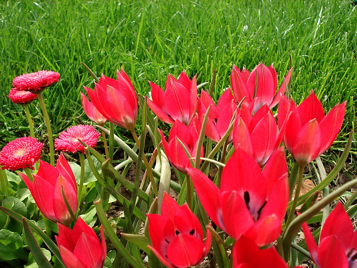 Tulipán, jaro, květiny, tulipány, Růžové tulipány, růžové květy, květ