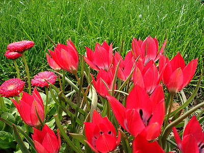 Tulip, våren, blomster, tulipaner, rosa tulipaner, rosa blomster, blomst
