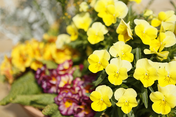 flowers, pansy, flower garden, yellow, landscape, views, colorful