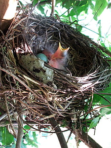 nid d’oiseau, lieu de nidification, oiseaux d’élevage, oiseau, poulet, animal, jeune Merle