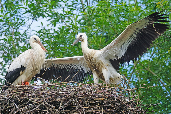 Stork, Adebar, Rattle stork, hvid stork, unge dyr, storchennest, Flight motion