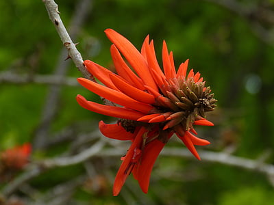 남아프리카 공화국, korallenbaum, 트리, 꽃, 블 룸, 아프리카, 레드