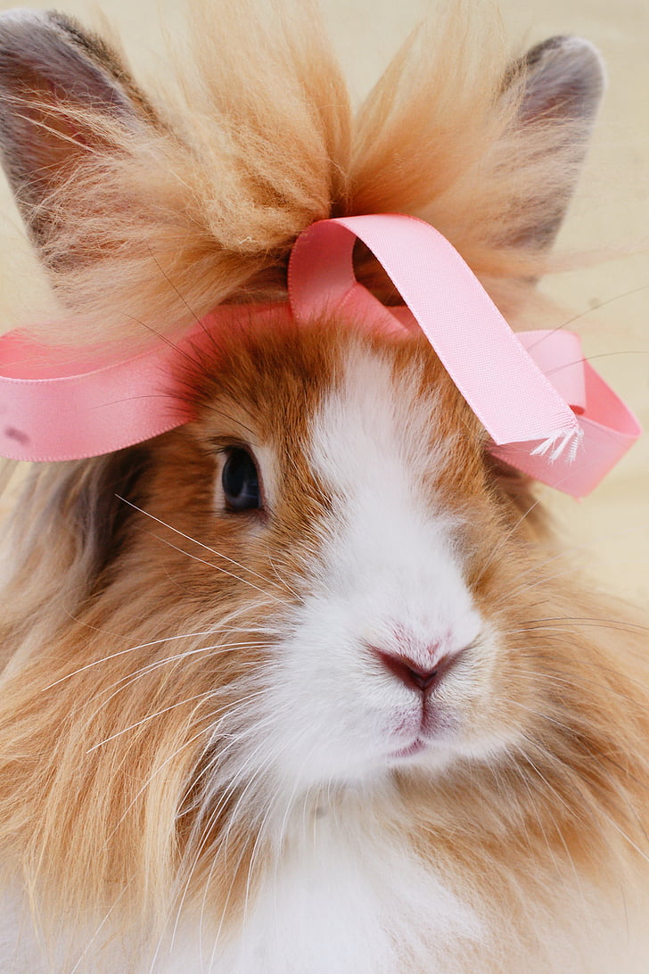 rabbit, ribbon, bunny, cute, portrait, lionhead