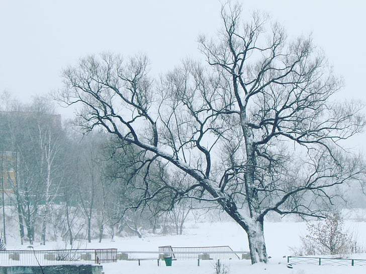 zimowe, Park, drzewo
