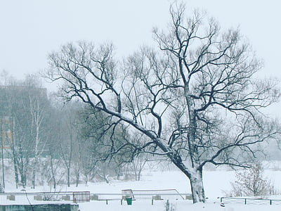 invierno, Parque, árbol