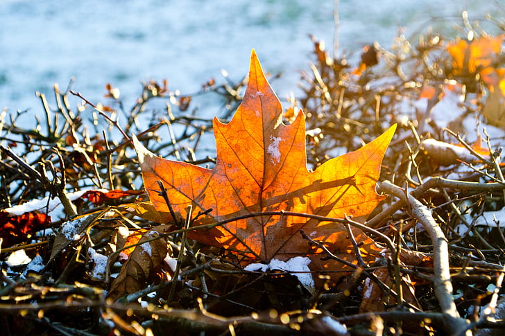 invierno, otoño, Frost, naturaleza, bosque