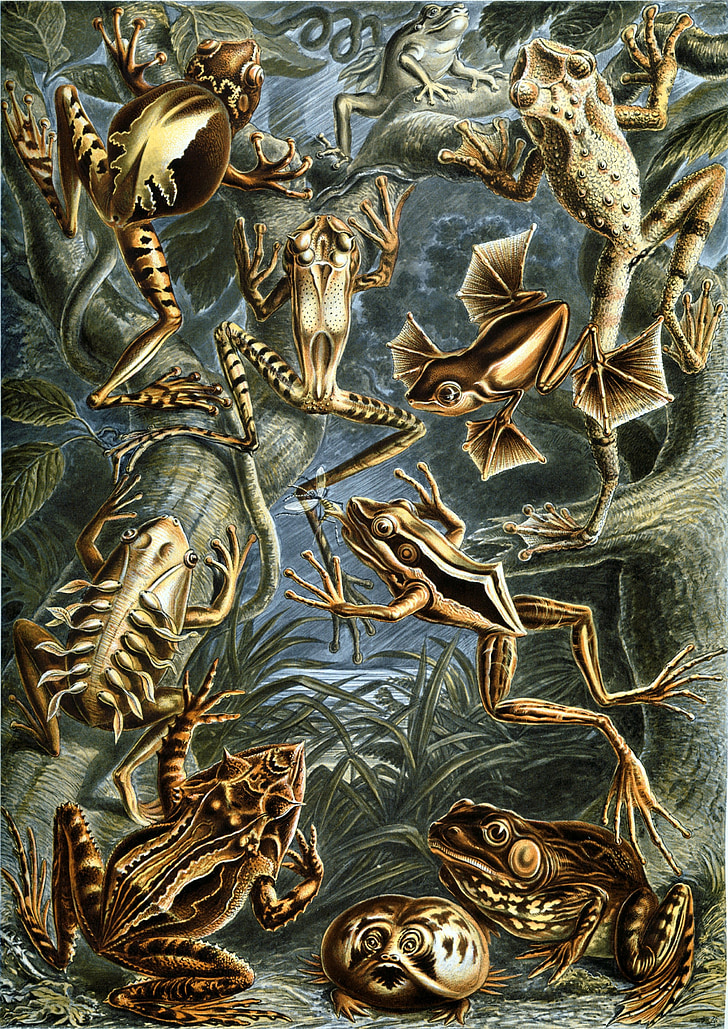 kikkers, amfibische, Haeckel batrachia, amfibieën