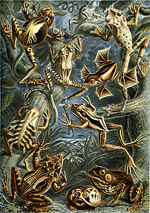 varlės, plaukiantys, Haeckel batrachia, varliagyviai