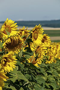 sunflower, spring, yellow flower, blooming, petal, sunny, rural