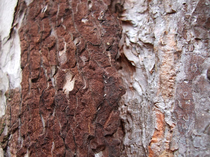 pine, bark, brown, nature, structure
