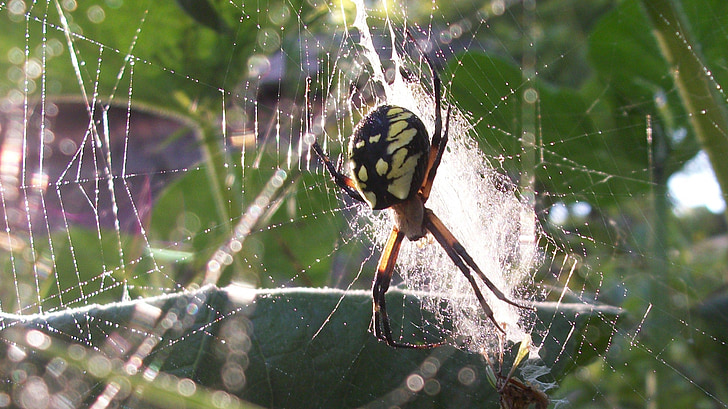 Aranha, orvalho, Web, aracnídeo, molhado, teia de aranha
