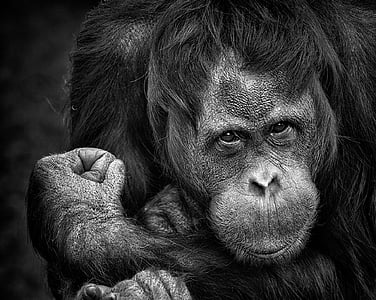 simpanse, monyet, potret, primata, alam, menutup, wajah
