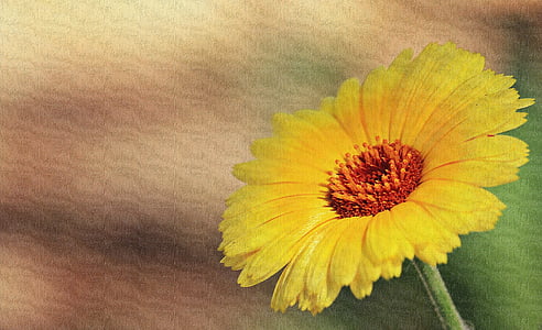 Marguerite, kvet, žltá marguerites, Príroda, kvet, kvet, letné