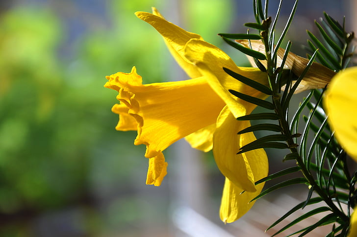 Daffodil, våren, gul blomma
