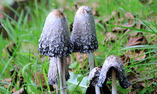 houby, Coprinus Schopf, Hnojník obecný, podzim, tintenschopfling, plísňové druhy