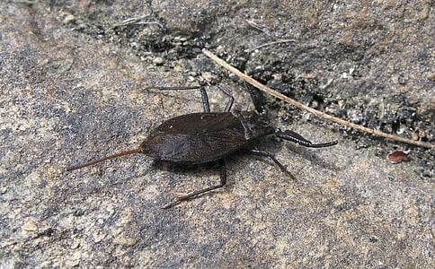 scorpion vode, Škorpijon, insektov, gräsö, živali, živalski svet, Švedska