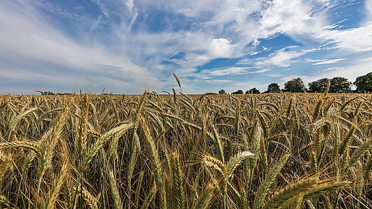 field, cereals, agriculture, cornfield, wheat, nature, field crops