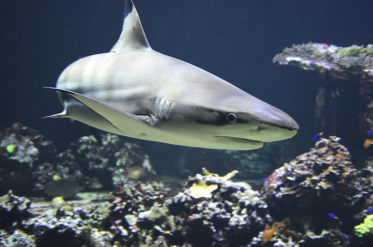 Sorttippet, Hai, farlige, aggressiv fisk, jæger, haj, undervands