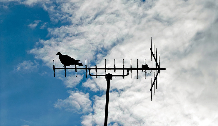 pigeon, antenna, bird, sitting, silhouette, receiver, sky