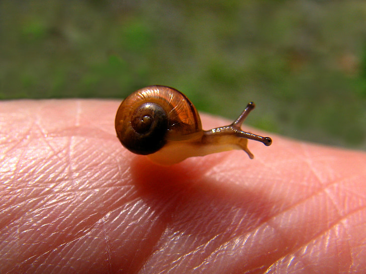 snail, hand, small, baby, shell, skin, brown