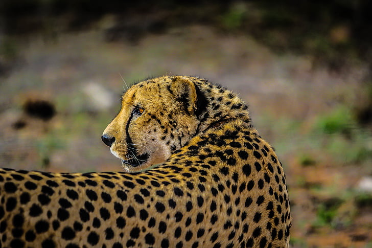 ghepardo, fauna selvatica, mammifero, Africa, animale, Predator, carnivoro