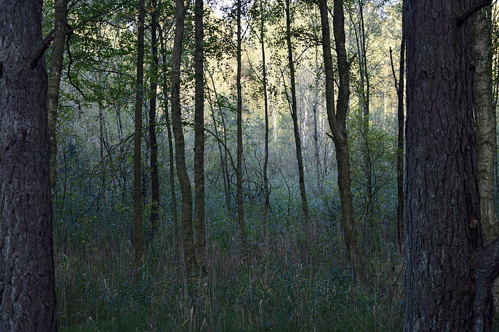 Sverige, skov, udendørs