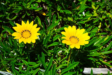 gazania, flowers, yellow, bright yellow, lemon, geäugte gazanie, gazania rigens