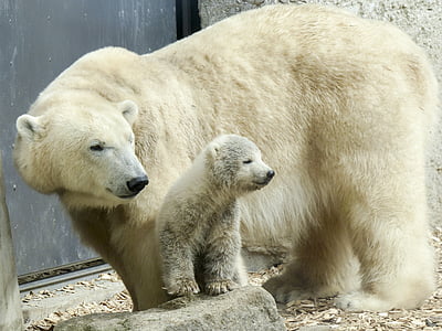 polar bear, female, cub, animal, mammal, nature, wildlife