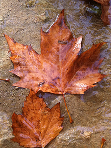 rudenį, lapų, vandens, Gamta, rudens miško, rudos spalvos