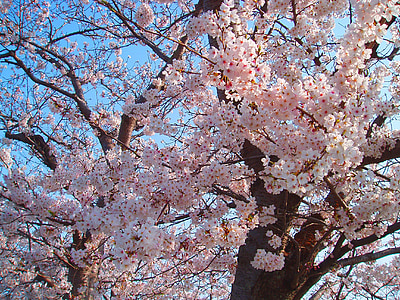 kirsikka, kirsikankukkia, kevään, vaaleanpunainen, kukat, luonnollinen, kasvi