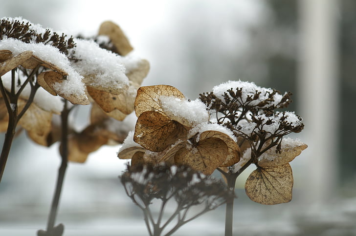 Hortenzija, žiemą, Zing, sniego, šaldymo, žilas, augalų