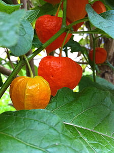 lampion, plants, edible, red, blossom, bloom, fruit